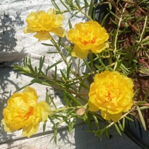 Portulaca 9'o clock Golden Yellow