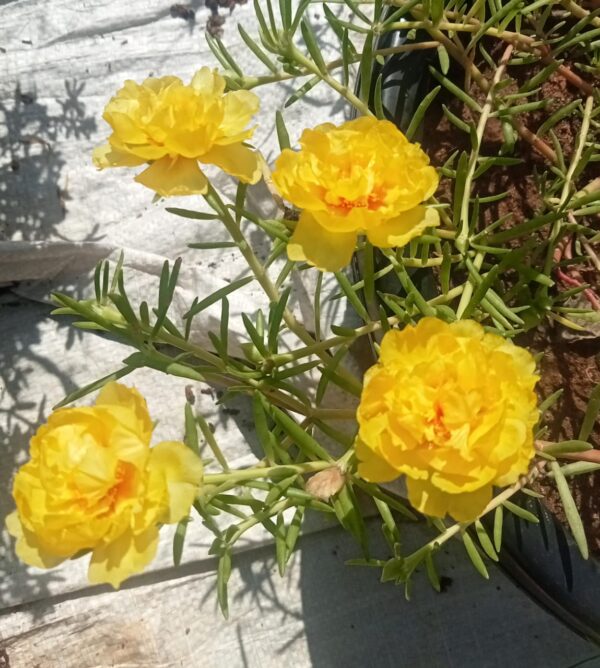 Portulaca 9'o clock Golden Yellow