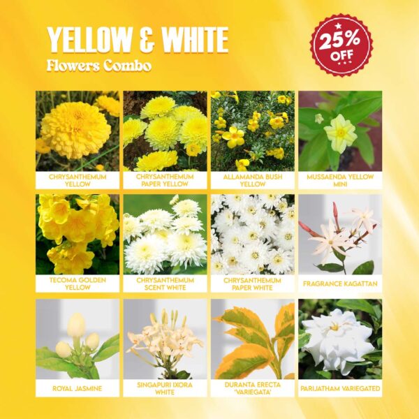 Yellow & White Flowers Combo