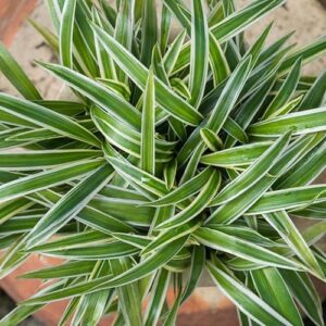 Spider Plant Variegatum