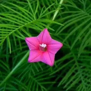 Cypress Vine Pink Seeds