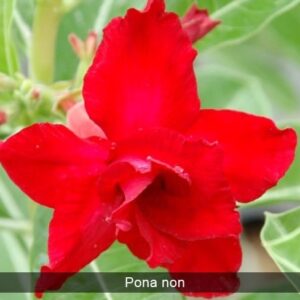 Adenium Ponanon