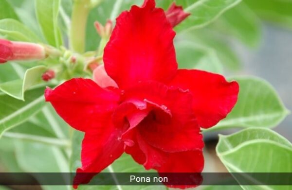 Adenium Ponanon