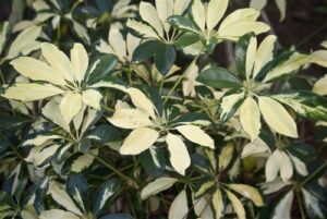 Schefflera Variegated