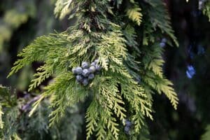 Green cypress plant