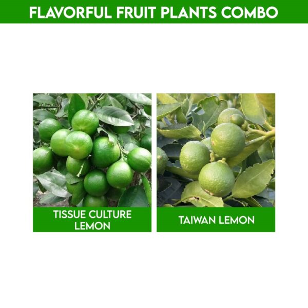 Flavorful Fruit Plants Combo : Interesting Flavor Fusion Plant Set