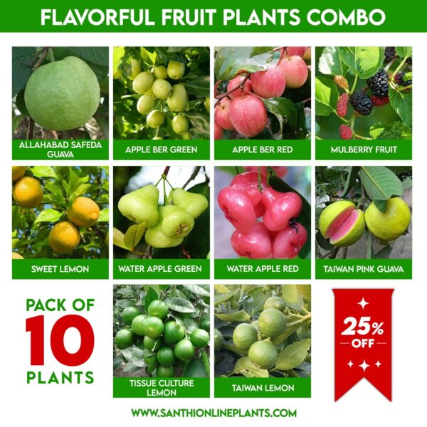 Flavorful Fruit Plants Combo : Interesting Flavor Fusion Plant Set