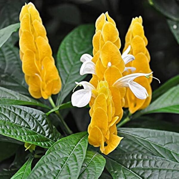 Pachystachys lutea