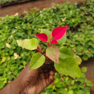 Poinsettia pink plant