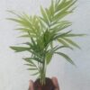 Chamaedorea palm plant(Table palm)