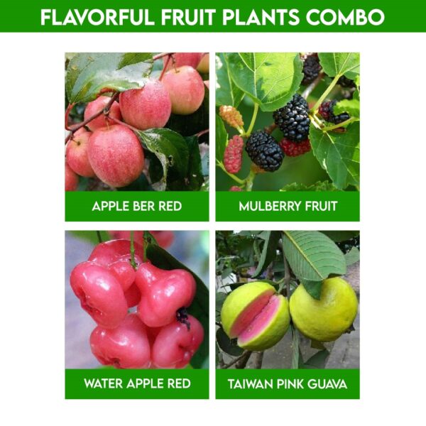 Flavorful Fruit Plants Combo : Interesting Flavor Fusion Plant Set