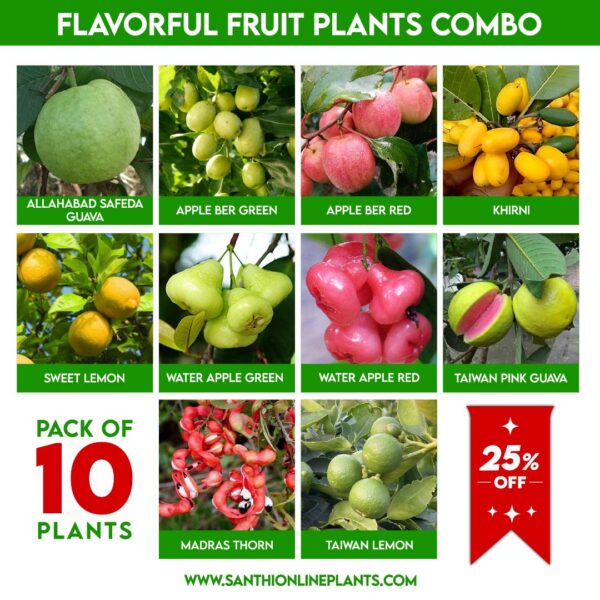 Flavorful Fruit Plants Combo