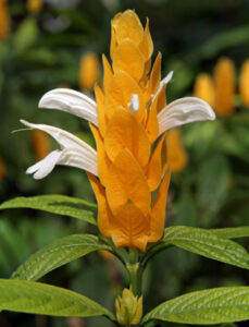 Pachystachys lutea