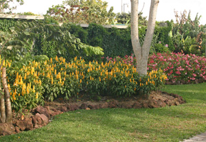 Pachystachys lutea