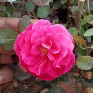 Andhra Paneer Rose Plant