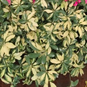 Schefflera Variegated