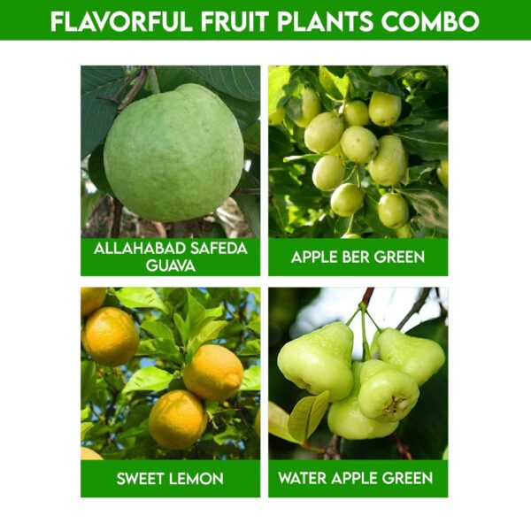 Flavorful Fruit Plants Combo : Interesting Flavor Fusion Plant Set