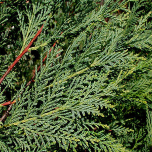 Green cypress plant