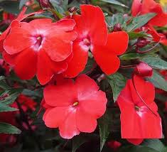 Impatiens balsamina