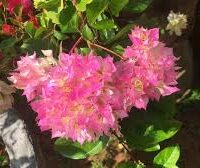 Bougainvillea cherry blossom