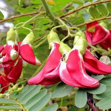 Agaththi keerai (red flowers)