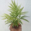 Chamaedorea palm plant(Table palm)