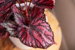 Begonia Rex