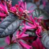 Ruby Loropetalum - Chinese fringe flower plant