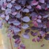 Ruby Loropetalum - Chinese fringe flower plant