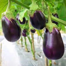 Purple brinjal seeds