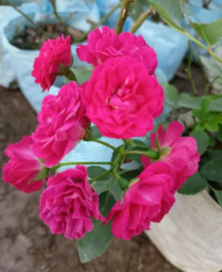 Andhra Paneer Rose Plant 