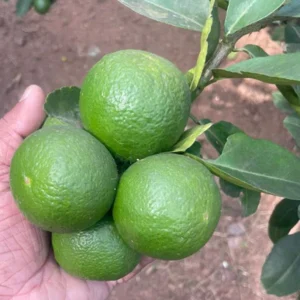 Taiwan Lemon Plant