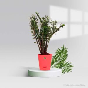 Pedilanthus Pot Plant