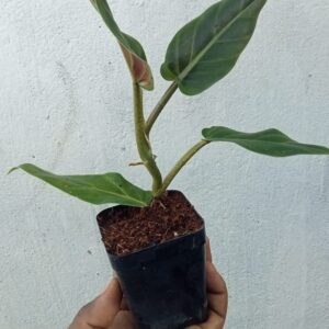 Tree Philodendron