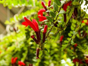 Lipstick plant