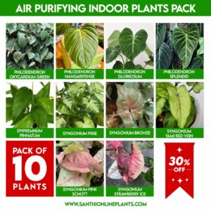 Air Purifying Indoor Plants