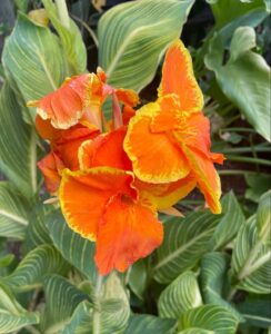 canna lily