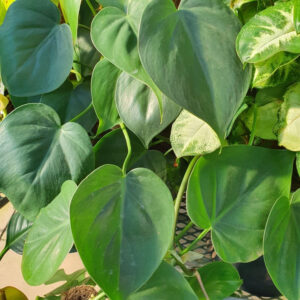 Air purifying indoor plants