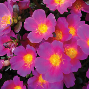 Portulaca tiara baby pink