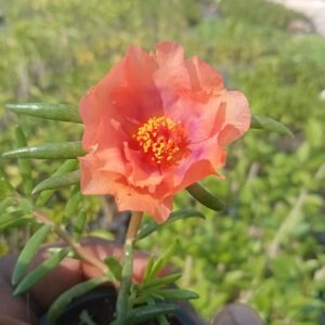 Portulaca Tiara Peach