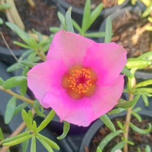 Portulaca Tiara Baby Pink