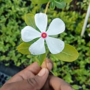 Catharanthus roseus