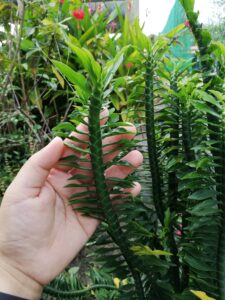 Pedilanthus Tithymaloides Pot Plant