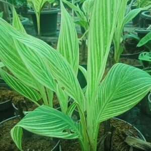 Canna lily plant