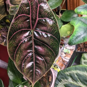 Alocasia azlanii plant