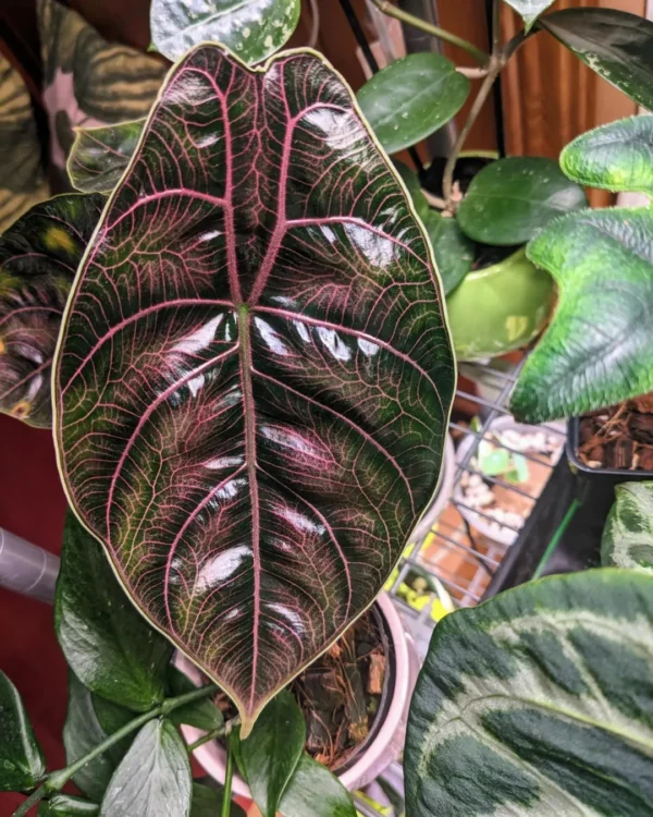 Alocasia azlanii plant