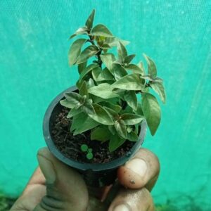 Alternanthera little leaf green