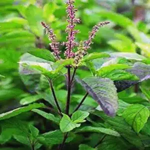 Holy Tulsi seeds