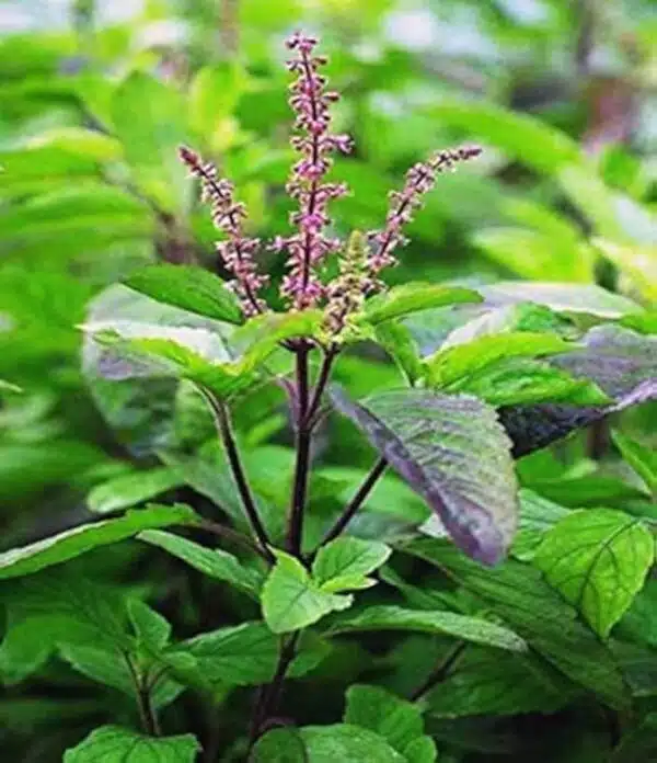 Holy Tulsi seeds