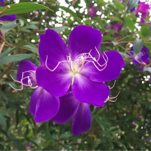 Melastoma malabathricum purple flower plant